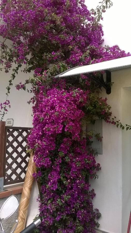 Rainbow House With Garden Villa Viareggio Ngoại thất bức ảnh
